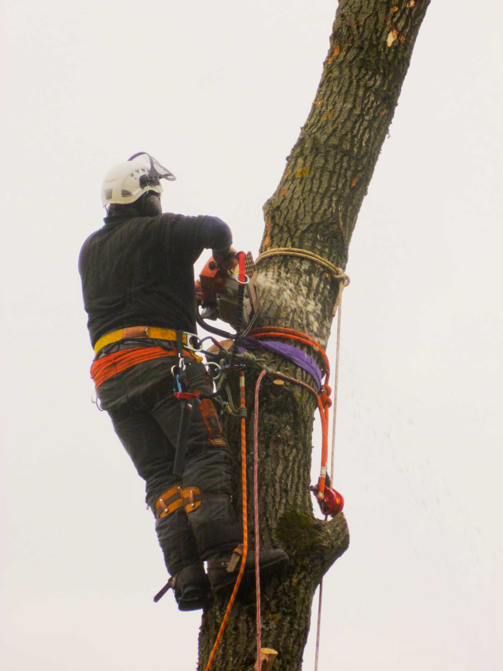 About - A Poplar Tree Company Tree Surgery Landscape Gardening